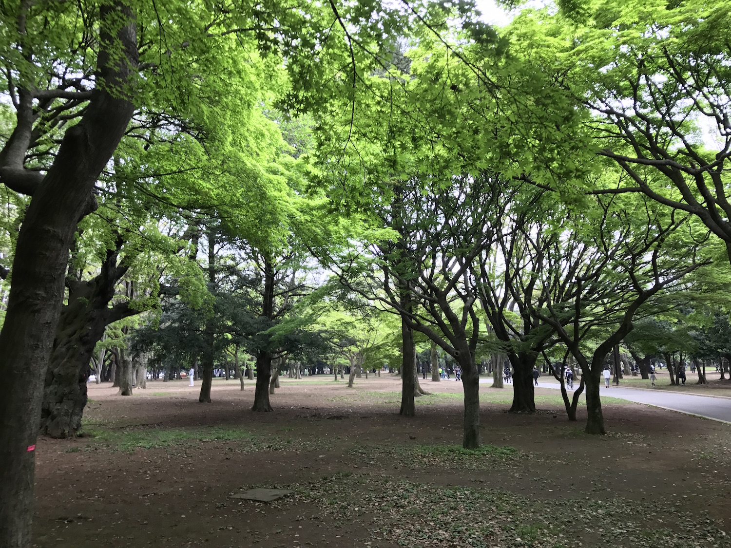 ポケモンgoコラム ウリムーの巣になった 代々木公園 を探索 最後はイノムーに進化 そしてまさかの金のコイキングもゲット Boom App Games