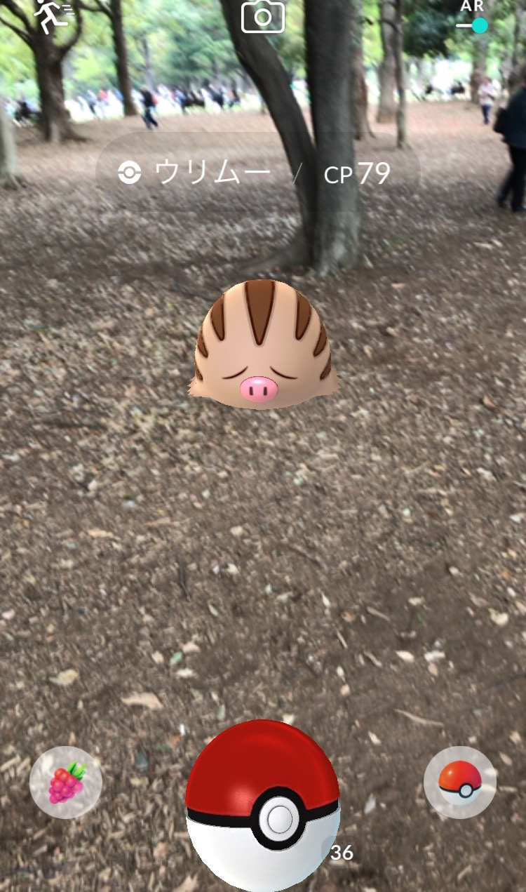 ポケモンgoコラム ウリムーの巣になった 代々木公園 を探索 最後はイノムーに進化 そしてまさかの金のコイキングもゲット Boom App Games